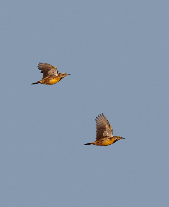Eastern Meadowlarks in flight over Eastern Neck NWR, Maryland (11/22/2009).