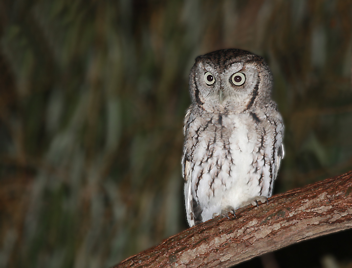 Eastern Screech Owl. Eastern Screech-Owls in