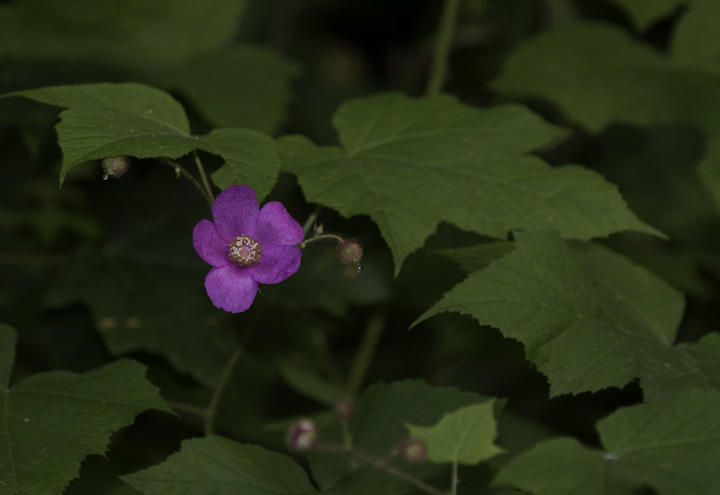 Flowering Raspberry in Garrett Co., Maryland (6/12/2011). Photo by Bill Hubick.