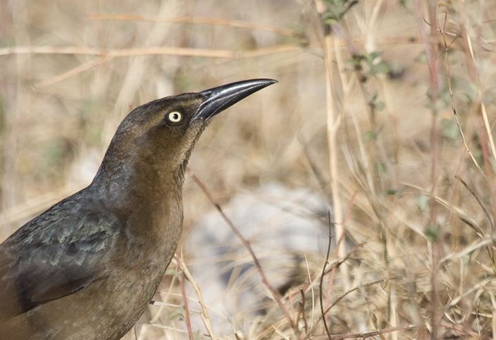 female common grackle. Below: A female Great-tailed