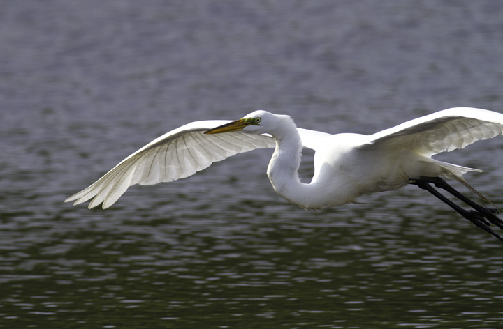 A Great Egret at Fort Smallwood, Maryland (5/22/2011). Photo by Bill Hubick.