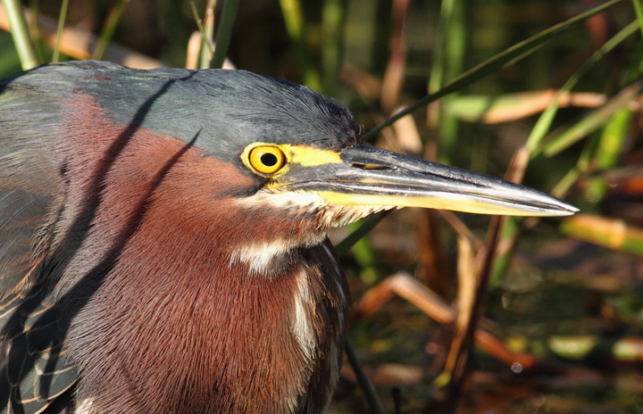 A Green Heron slowly stalks prey near the Anhinga Trail in the Everglades (2/26/2010). Photo by Bill Hubick.