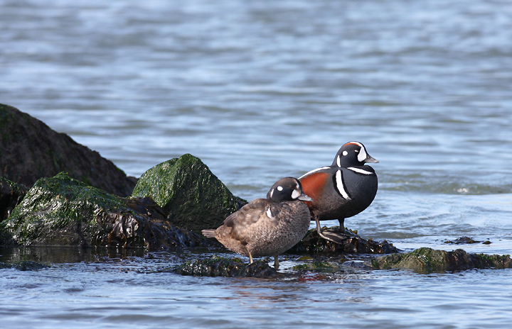 Adult male and immature male Harlequin Ducks near the Ocean City Inlet, Worcester Co., Maryland (1/6/2008). Stunning. Photo by Bill Hubick.