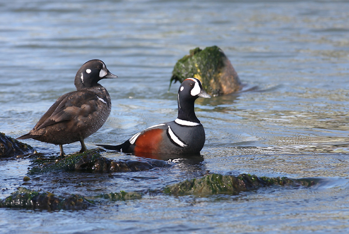 Adult male and immature male Harlequin Ducks near the Ocean City Inlet, Worcester Co., Maryland (1/6/2008). Stunning. Photo by Bill Hubick.