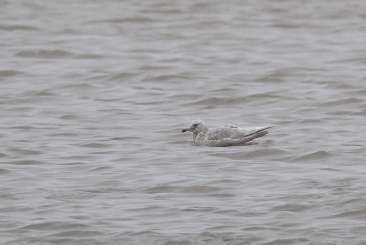 A distant Kumlien's (Iceland) Gull at North East Town Park, Cecil Co., Maryland (12/26/2009). Photo by Bill Hubick.