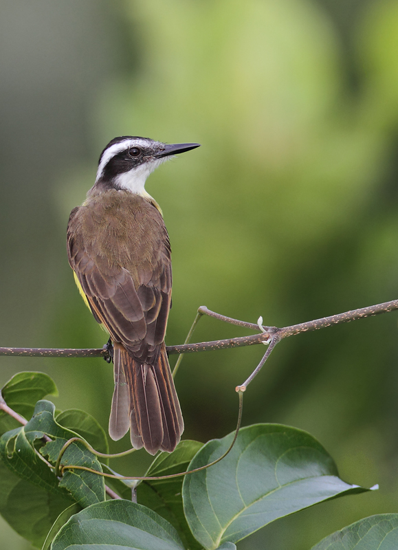 A Lesser Kiskadee poses in the morning light (Panama, July 2010). Photo by Bill Hubick.
