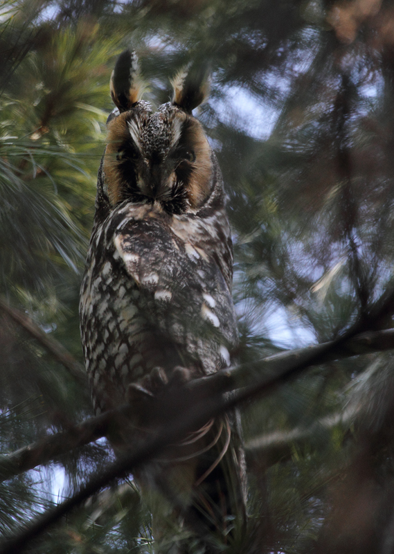 A Long-eared Owl in Maryland. Photo by Bill Hubick.