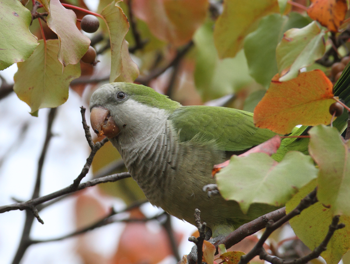 Three Monk Parakeets building a nest in Laurel, Prince George's Co., Maryland (11/3/2010). Photo by Bill Hubick.