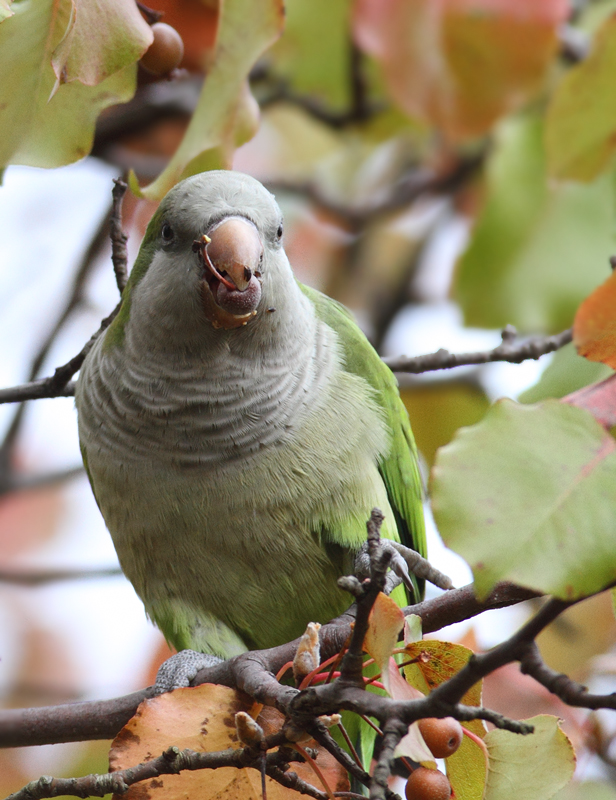 Three Monk Parakeets building a nest in Laurel, Prince George's Co., Maryland (11/3/2010). Photo by Bill Hubick.