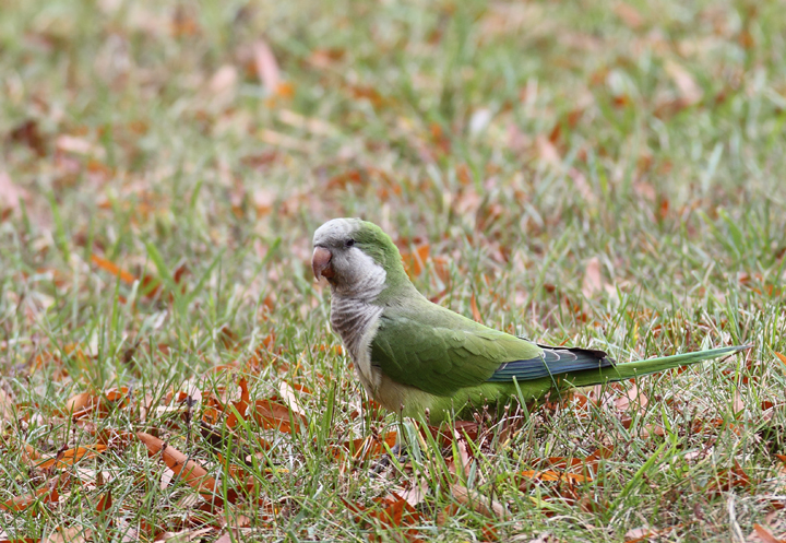 Three Monk Parakeets building a nest in Laurel, Prince George's Co., Maryland (11/3/2010). Photo by Bill Hubick.