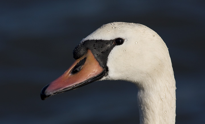 A Mute Swan at Great Marsh Park in Cambridge, Maryland (2/10/2008). Photo by Bill Hubick.
