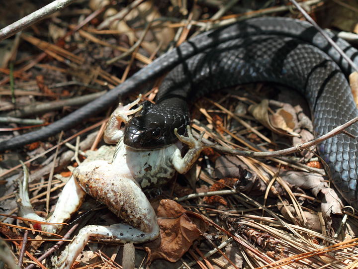 A Northern Black Racer with prey in Caroline Co., Maryland (6/26/2010).  Photo by Bill Hubick.