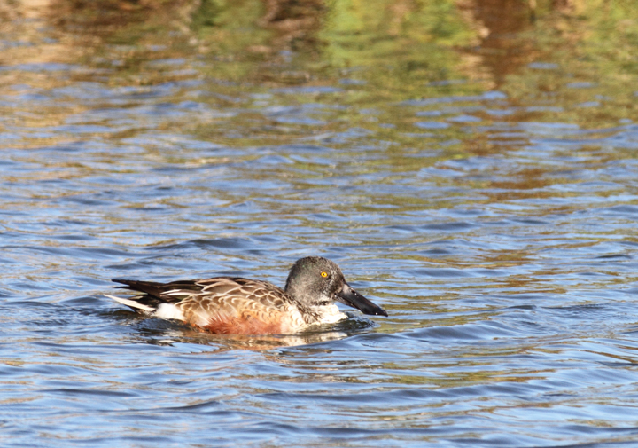 A Northern Shoveler at South Point, Worcester Co., Maryland (11/12/2010). Photo by Bill Hubick.
