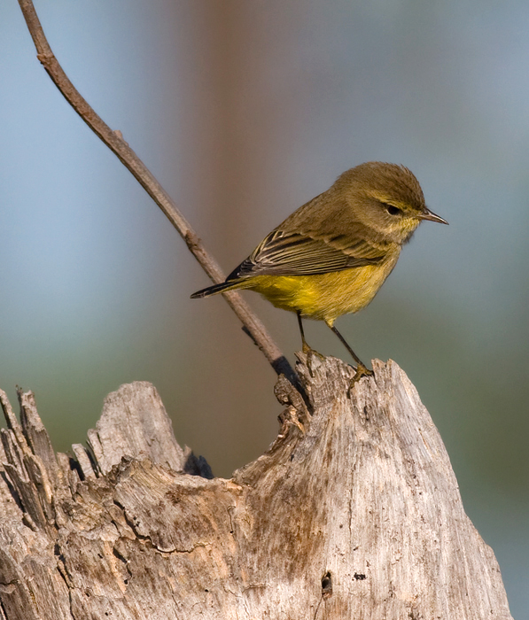 Yellow Palm Warbler at Eastern Neck NWR, Maryland (10/1/2009).