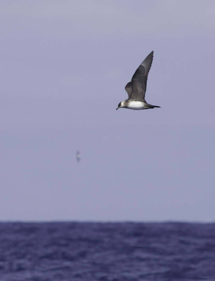 A Parasitic Jaeger permits stunning views offshore of Cape Hatteras, North Carolina (5/28/2011). Photo by Bill Hubick.
