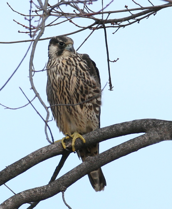 peregrine falcon in flight. Peregrine Falcon on