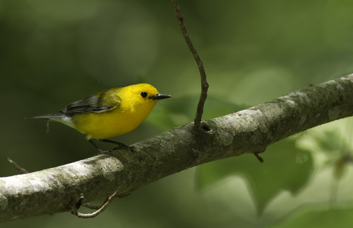 A Prothonotary Warbler in Worcester Co., Maryland (5/11/2011). Photo by Bill Hubick.