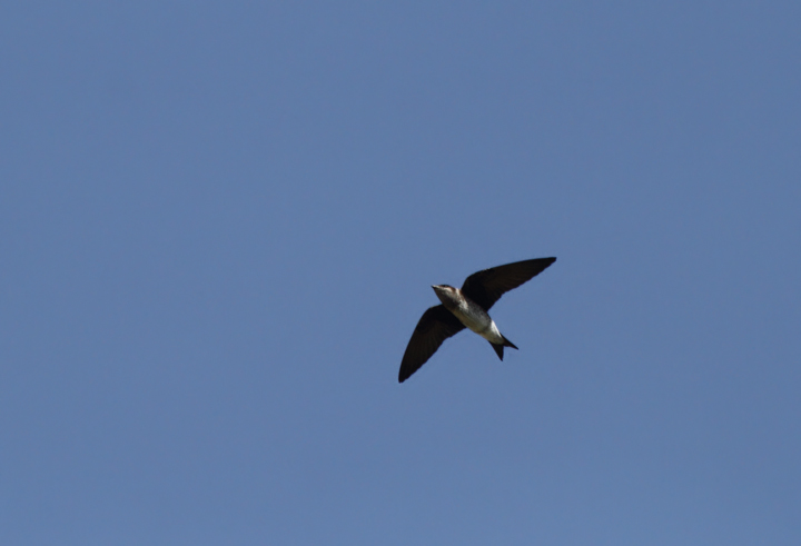 A female Purple Martin at Blackwater NWR, Maryland (5/8/2010). Photo by Bill Hubick.