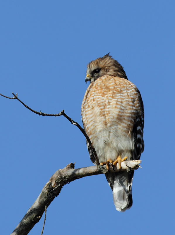An adult Red-shouldered Hawk in Howard Co., Maryland (1/23/2011). Photo by Bill Hubick.
