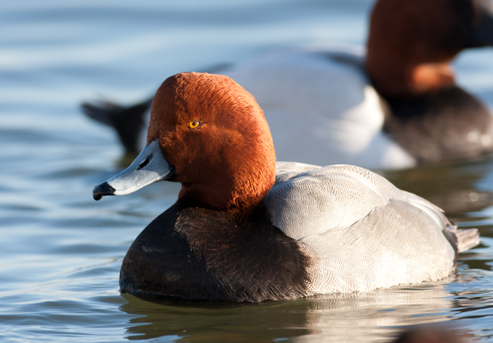 A drake Redhead at the Cambridge waterfront, Dorchester Co., Maryland (2/2/2008). Photo by Bill Hubick.