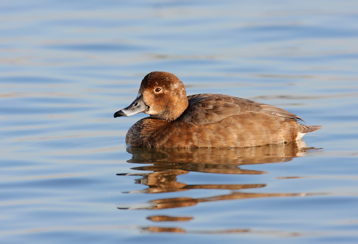 A hen Redhead at the Cambridge waterfront, Dorchester Co., Maryland (2/2/2008). Photo by Bill Hubick.