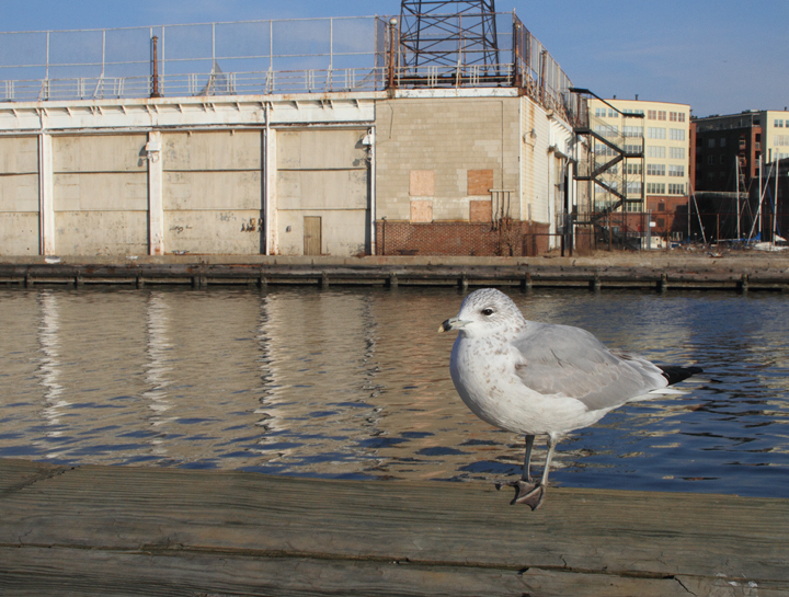 Below: A second-cycle Ring-billed Gull at Fells Point, Baltimore, Maryland 