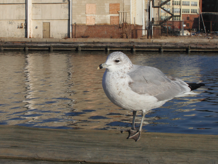 A second-cycle Ring-billed Gull at Fells Point, Baltimore, Maryland (12/29/2010). Photo by Bill Hubick.