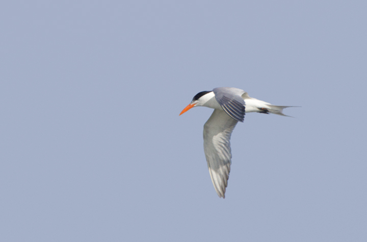An adult Royal Tern near Ocean City, Maryland (6/26/2011). Like most of its kind in Maryland, you can see the band on its leg that was affixed at its breeding colony - an important part of their monitoring and conservation. Photo by Bill Hubick.
