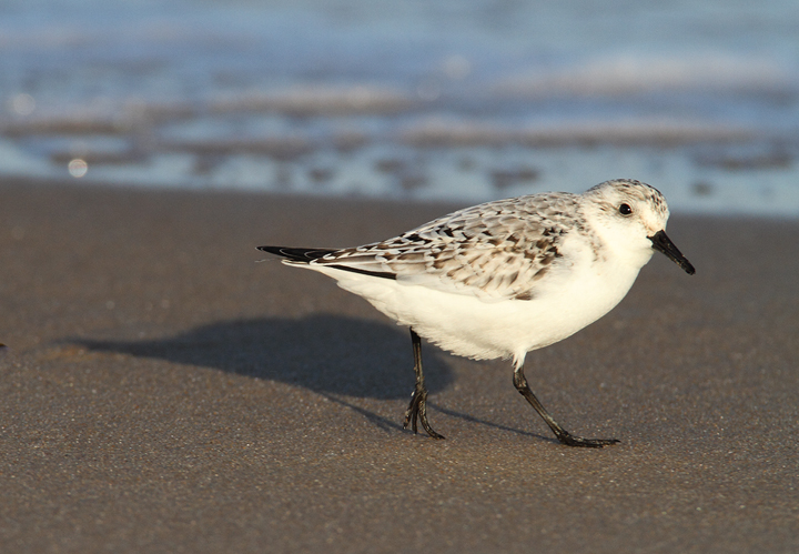 A Sanderling forages beside the north jetty at Ocean City Inlet, Maryland (11/7/2009).