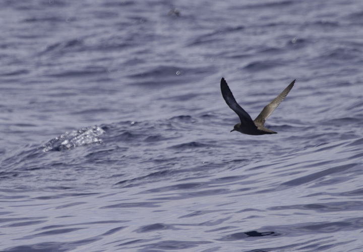 A Sooty Shearwater off Cape Hatteras, North Carolina (5/28/2011). Photo by Bill Hubick.