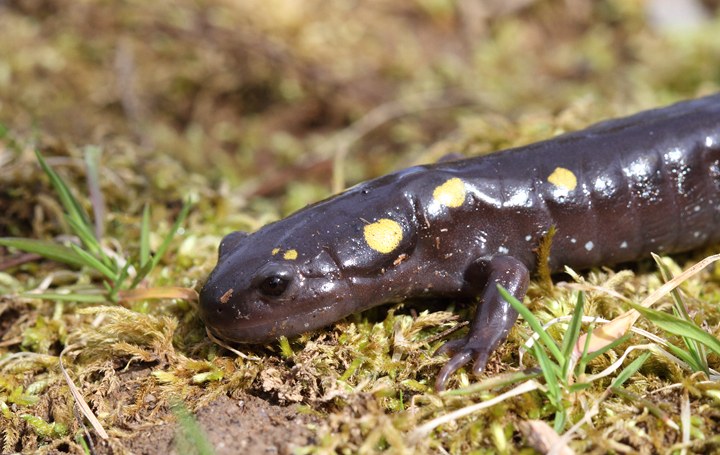 A large Spotted Salamander in the Catoctin Mountains, Frederick Co., Maryland (4/3/2010). Photo by Bill Hubick.