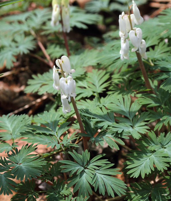 Squirrel Corn blooming along the C&O Canal in Washington Co., Maryland (4/3/2010). Photo by Bill Hubick.