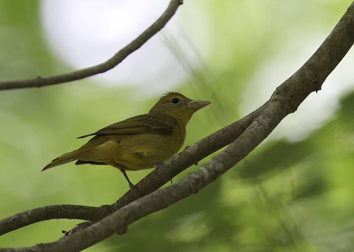 A female Summer Tanager near Dividing Creek in Somerset Co., Maryland (5/11/2011). Photo by Bill Hubick.