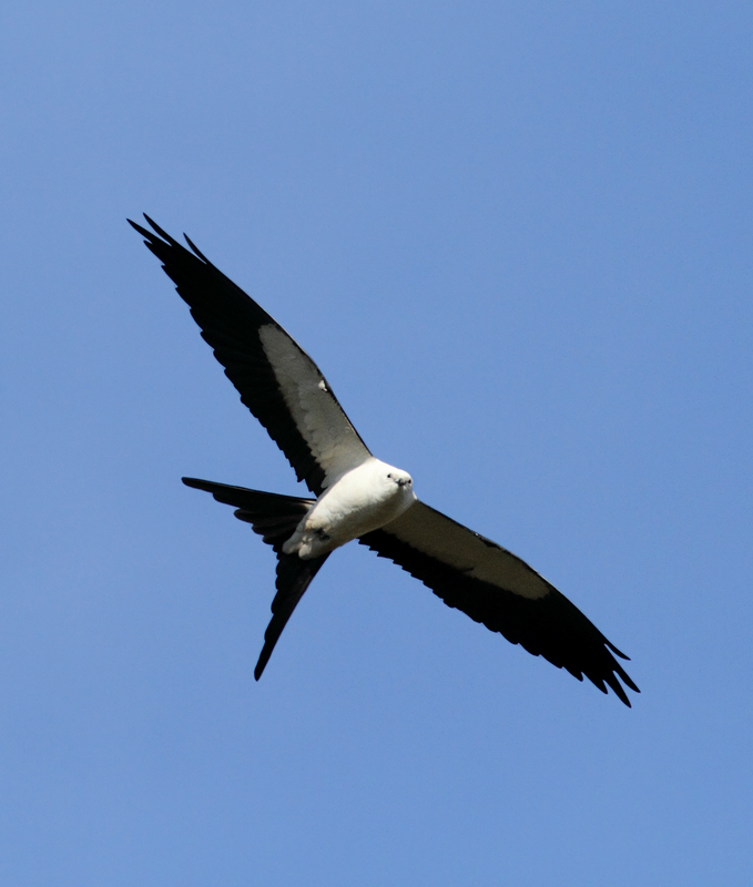 The vanguard of Swallowtailed Kites returning to the Everglades Photo by