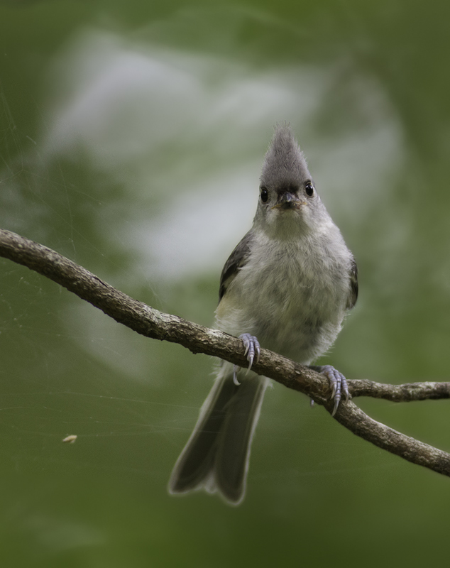 A Tufted Titmouse in Queen Anne's Co., Maryland (6/18/2011). Photo by Bill Hubick.