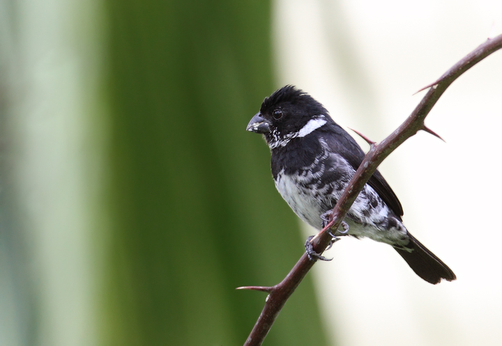 A male Variable Seedeater in Gamboa, Panama (July 2010). Photo by Bill Hubick.
