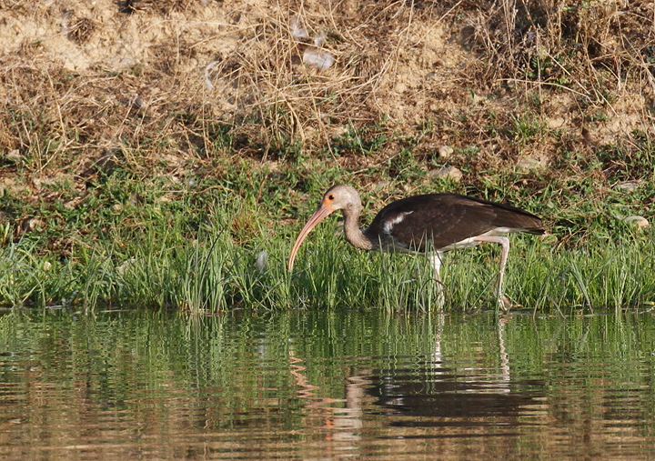 An immature White Ibis in Washington Co., Maryland (7/24/2010). A great find by Jim Green. Photo by Bill Hubick.
