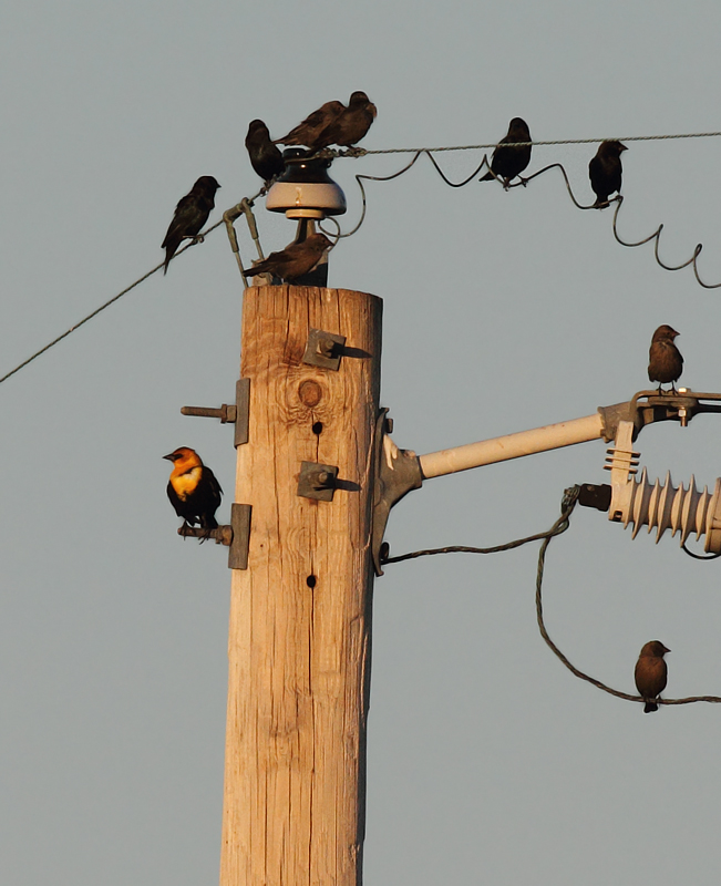 An adult male Yellow-headed Blackbird in St. Mary's Co., Maryland (10/17/2010). A great find by Patty Craig. Photo by Bill Hubick.