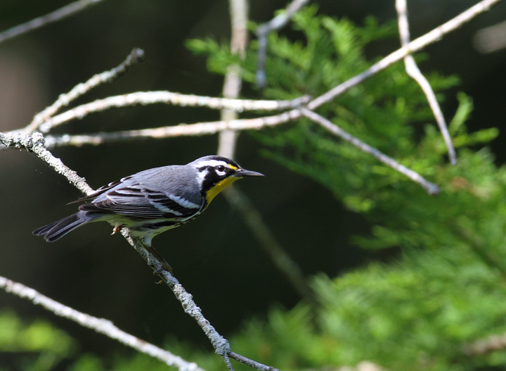 A Yellow-throated Warbler in a bald cypress swamp in Wicomico Co., Maryland (5/14/2010). Photo by Bill Hubick.