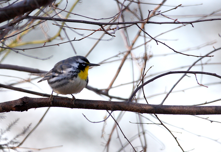A Yellow-throated Warbler wintering in Charles Co., Maryland (1/1/2009). Photo by Bill Hubick.