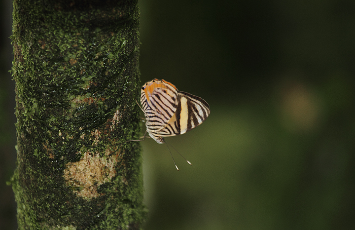 A Zebra Beauty (<em>Tigridia acesta</em>) near El Valle, Panama (7/11/2010). Photo by Bill Hubick.