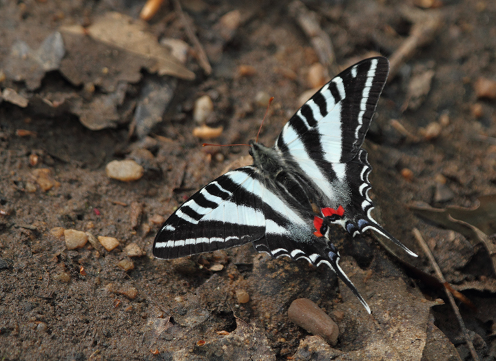 A Zebra Swallowtail in Prince George's Co., Maryland (4/8/2010). Photo by Bill Hubick.