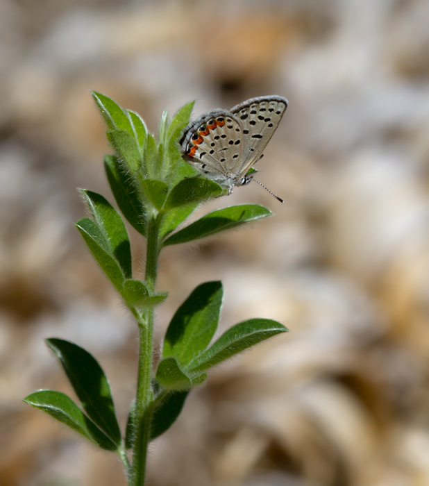 An Acmon Blue at Palo Colorado, California (7/1/2011). Photo by Bill Hubick.