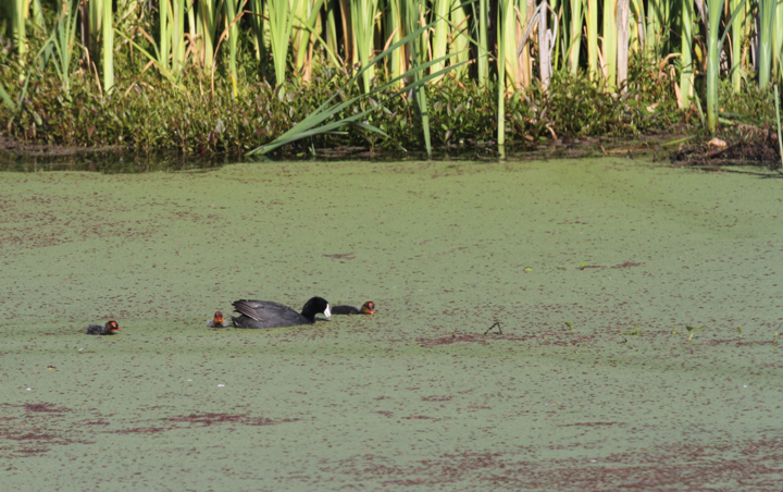 An adult American Coot with tiny young at Watsonville Slough, California (7/2/2011). Photo by Bill Hubick.