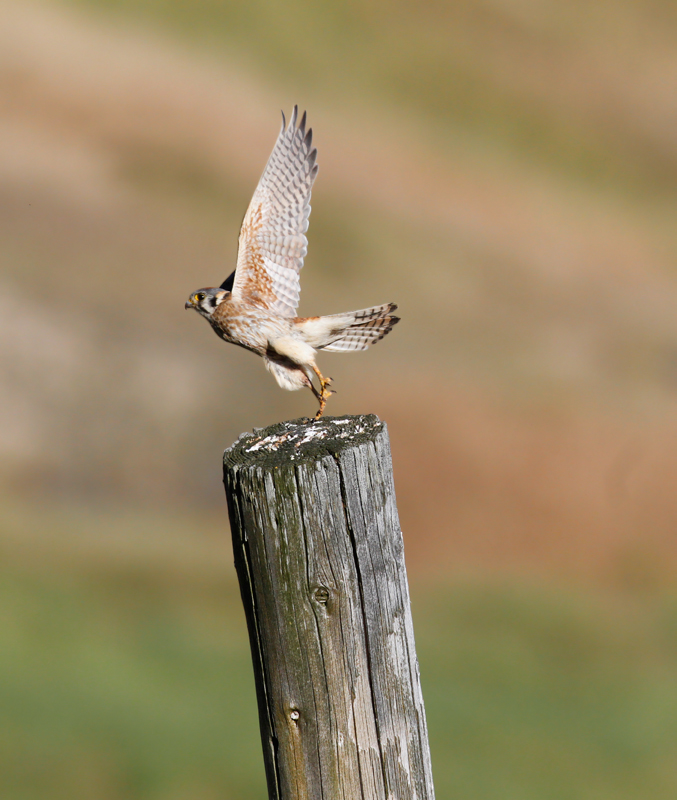 A female American Kestrel in the rolling hills above Garberville, California (7/4/2011). <br />
Nearby I was excited to find my first pair of Purple Martins that were nesting in a natural cavity in a dead snag. Photo by Bill Hubick.