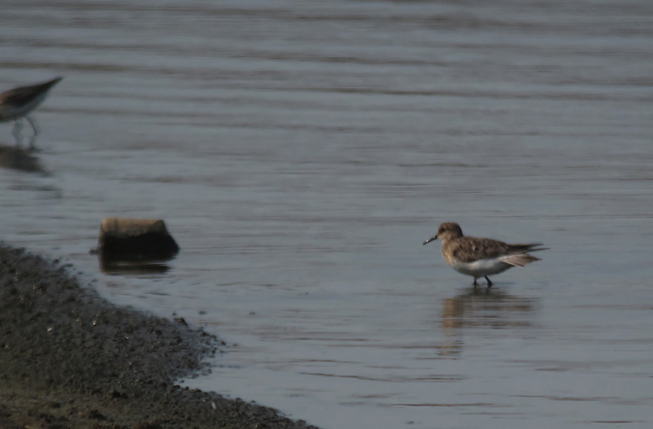 Documentation of a rare <em>adult</em> Baird's Sandpiper at Swan Creek, Anne Arundel Co., Maryland (7/29/2011). This is one of few documented records of an adult Baird's in Maryland. The vast majority of Baird's observed in our region are juveniles. (Digiscoped) Photo by Bill Hubick.