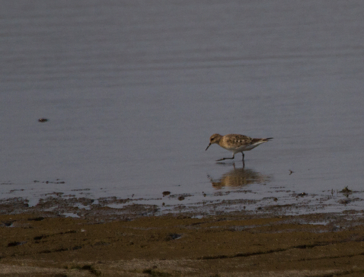 Documentation of a rare <em>adult</em> Baird's Sandpiper at Swan Creek, Anne Arundel Co., Maryland (7/29/2011). This is one of few documented records of an adult Baird's in Maryland. The vast majority of Baird's observed in our region are juveniles. (Digiscoped) Photo by Bill Hubick.