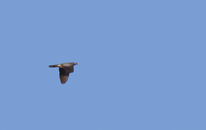 A Band-tailed Pigeon flies past a vista near Big Sur, California (7/1/2011). Photo by Bill Hubick.