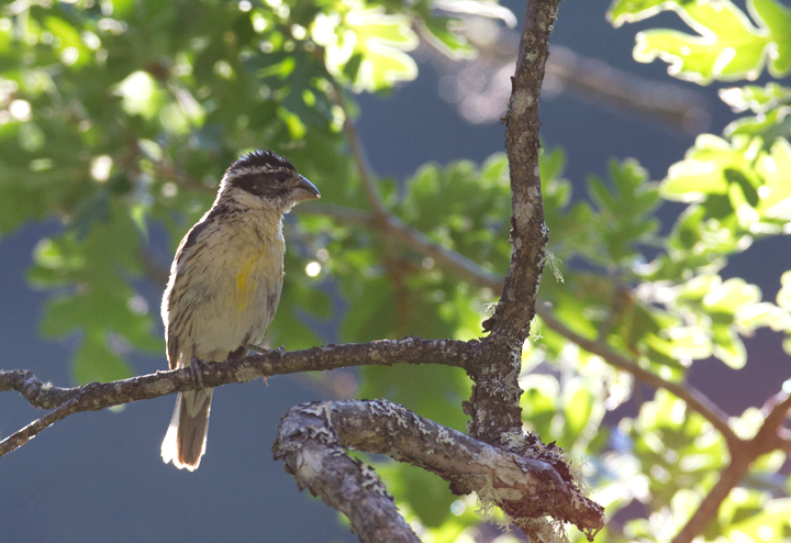 A Black-headed Grosbeak in Klamath NF, California (7/5/2011). Photo by Bill Hubick.