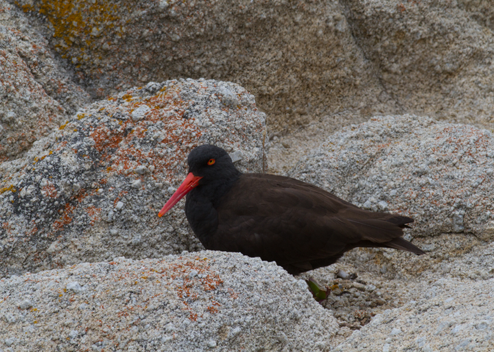 Black Oystercatchers roosting in Pacific Grove, California (7/1/2011). Photo by Bill Hubick.